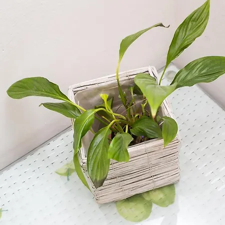 Adriana Flora Lägenhet Dubrovnik